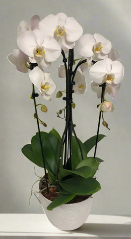 X-large cascading orchid planter