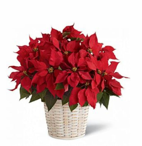 8" Red Poinsettia (available after Nov. 27)
