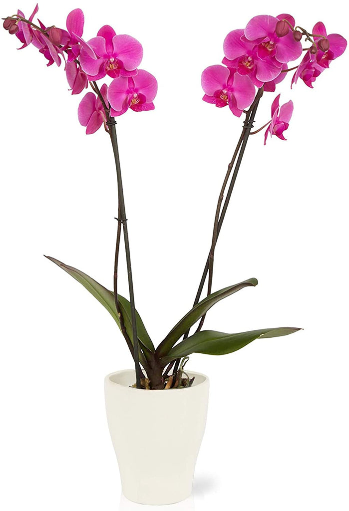Double stem orchid plant