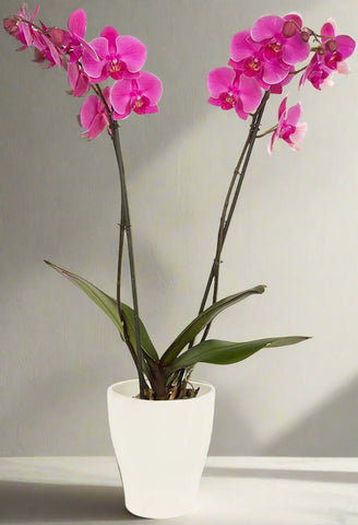 Double stem orchid plant