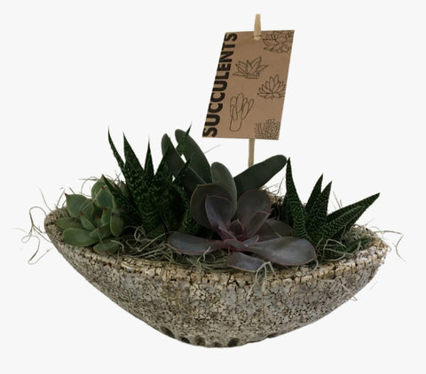 Succulent Garden