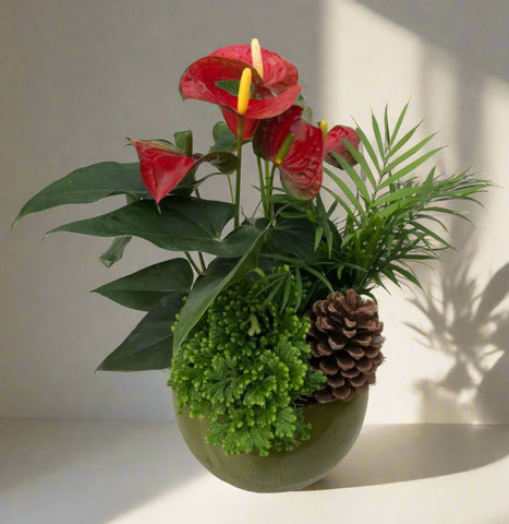 Small Christmas Planter (Container may be red or white)