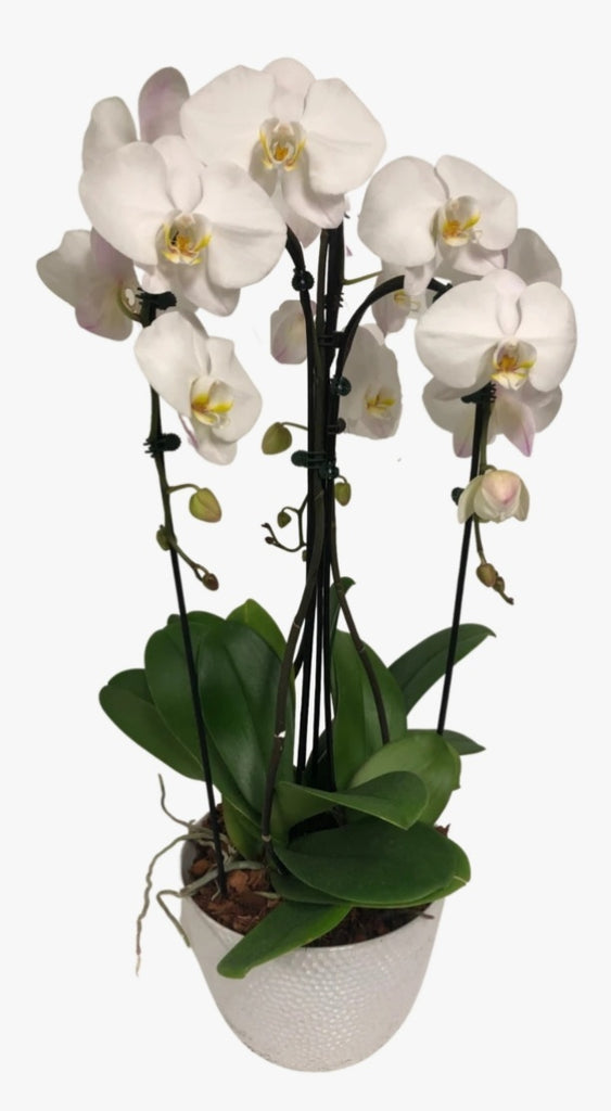 X-large cascading orchid planter